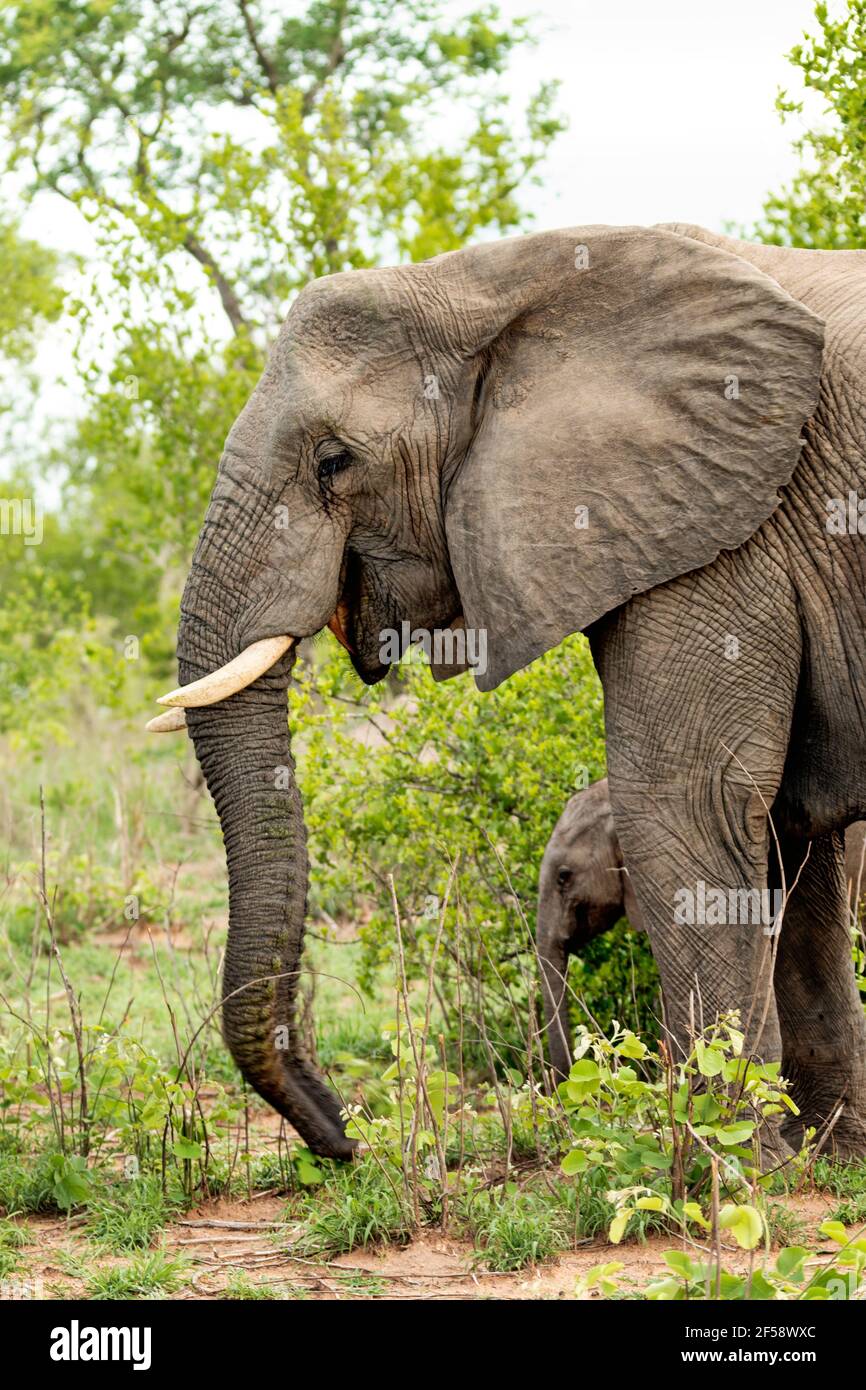 I giovani dell' elefante africano Foto Stock