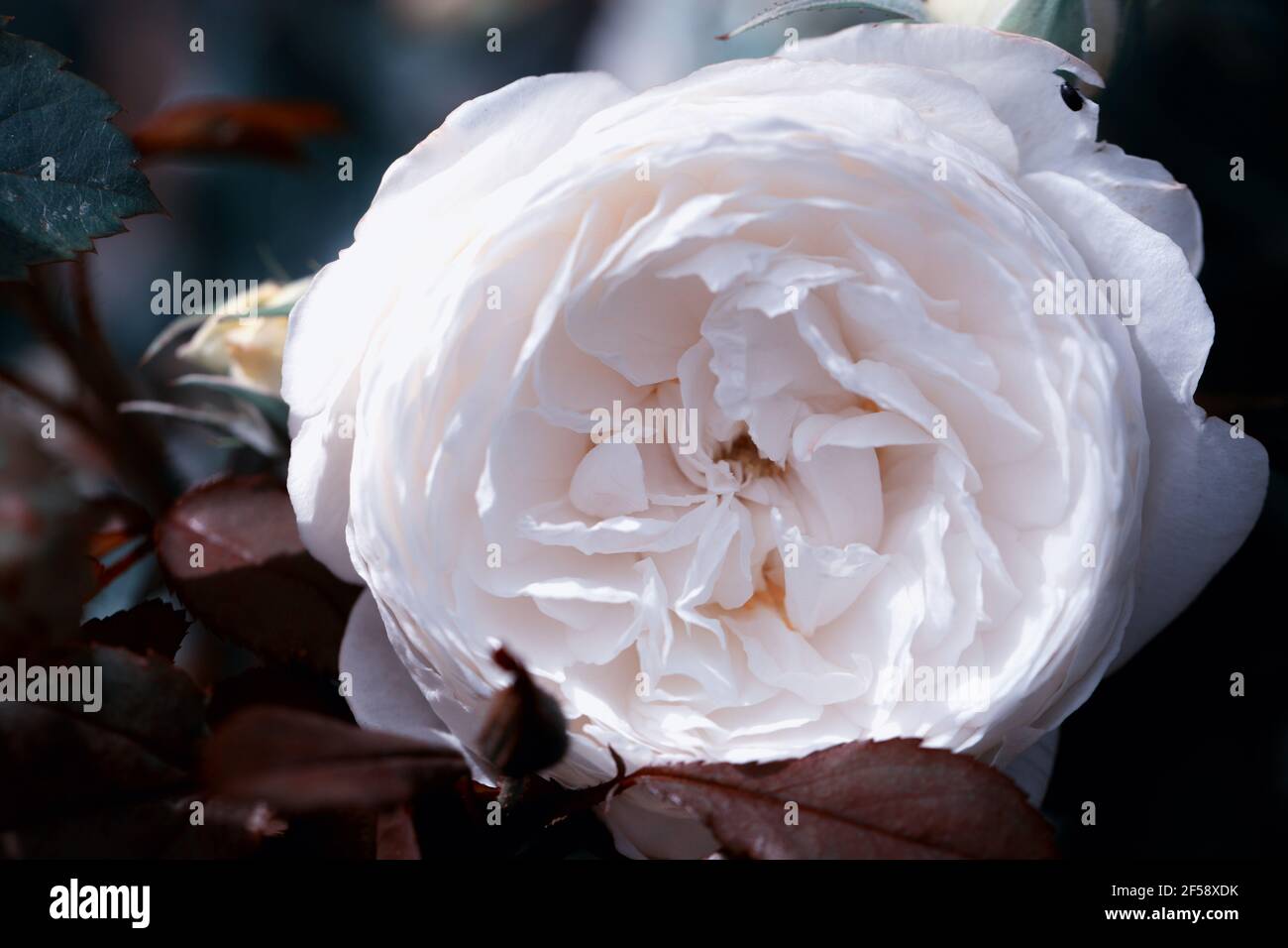 Bella rosa fiori di rose bianche in giardino primo piano. Effetto tinta Foto Stock