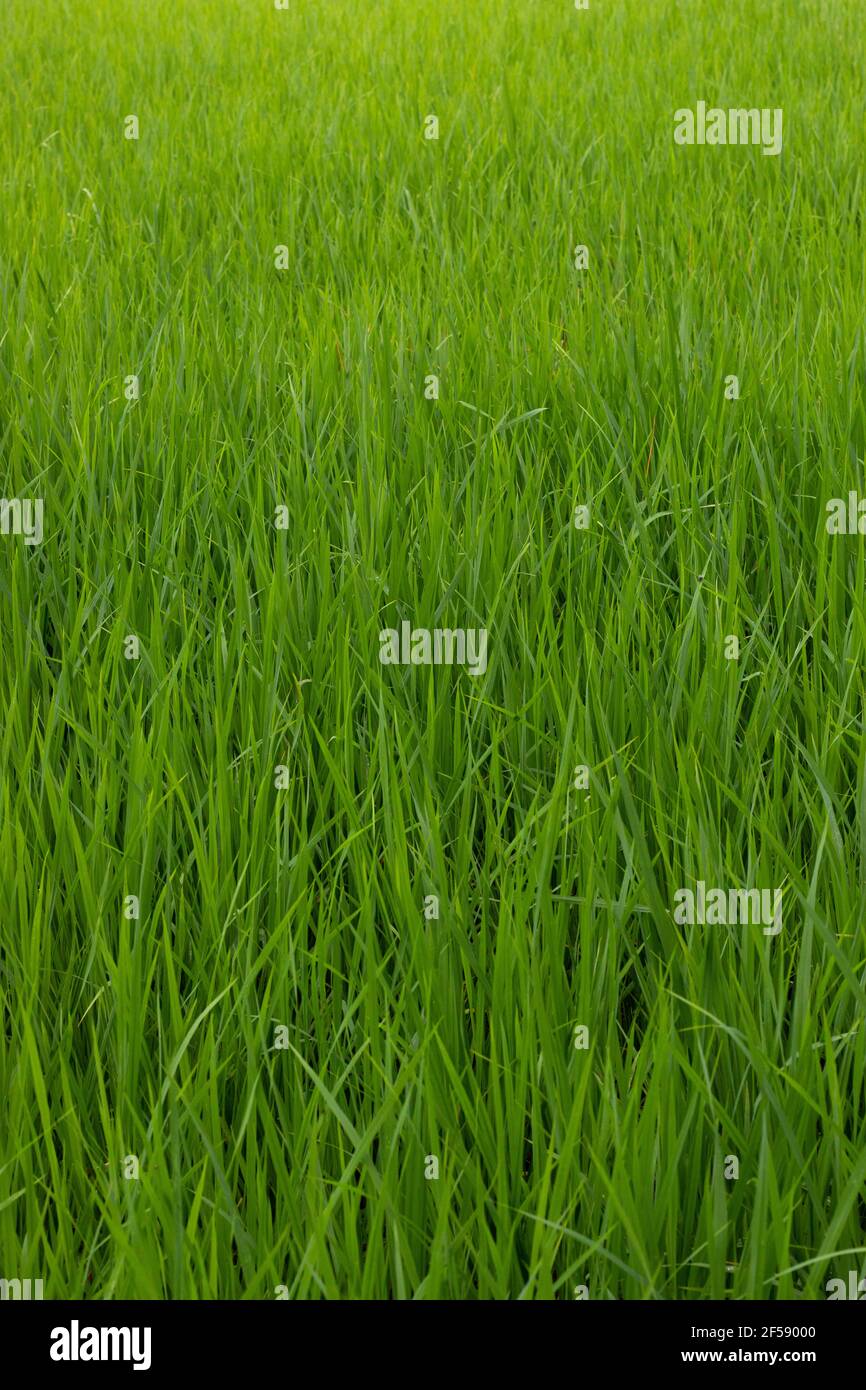 Fattoria di riso tradizionale, fattoria di riso, pianta di riso, campo di riso verde india. Foto Stock