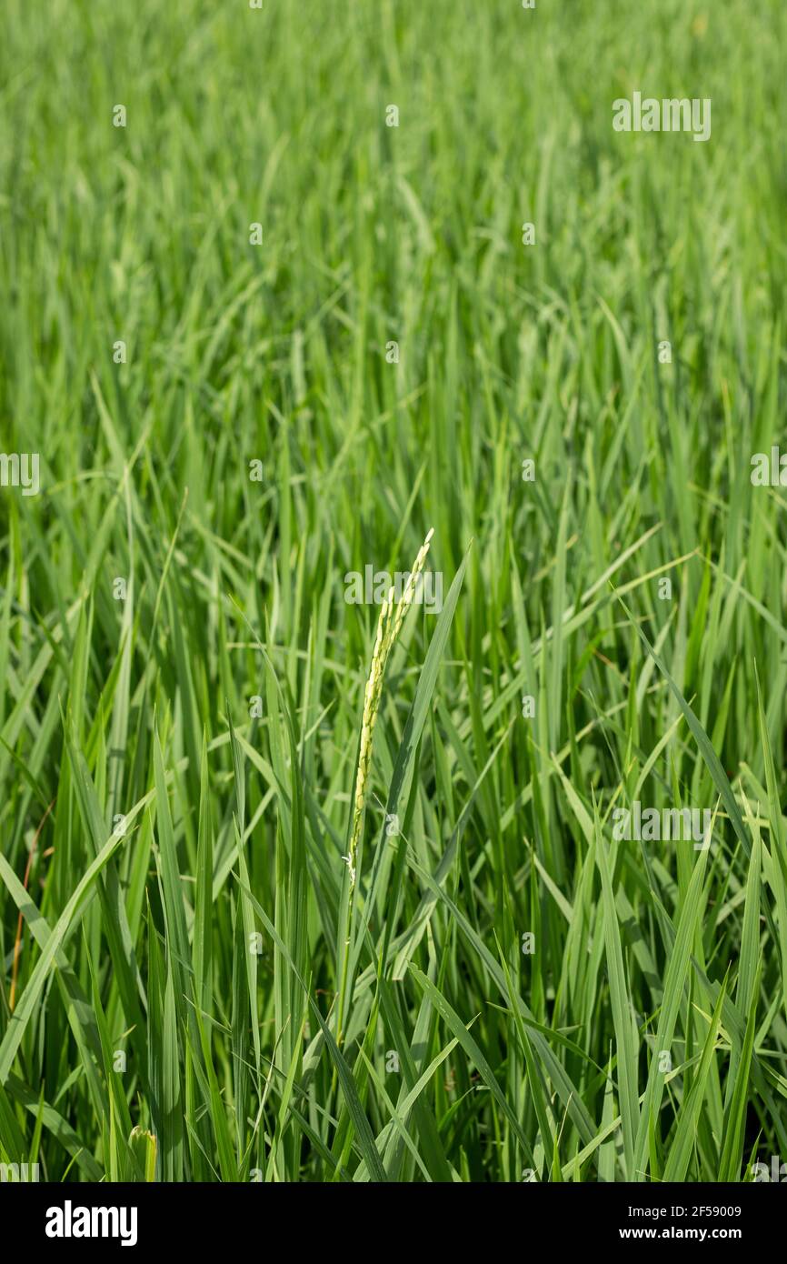Fattoria di riso tradizionale, fattoria di riso, pianta di riso, campo di riso verde india. Foto Stock
