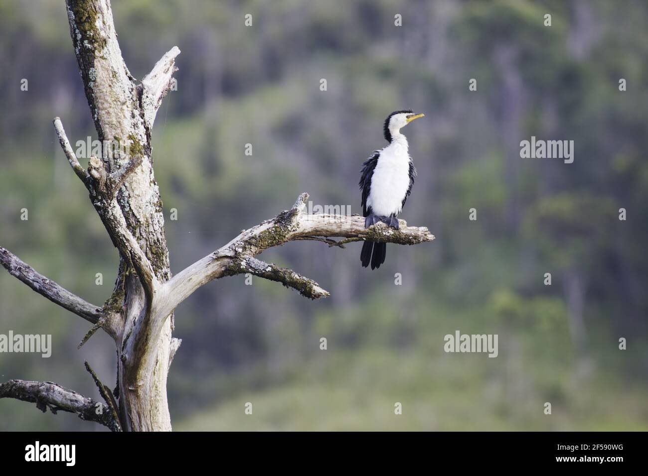 Poco Pied Cormorant Microcarbo melanoleucos Daintree Queensland, Australia BI029889 Foto Stock