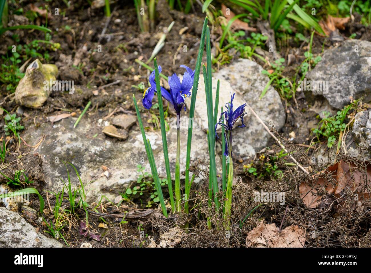 Un iride a rete (iris reticulata) è un segno di primavera. Foto Stock