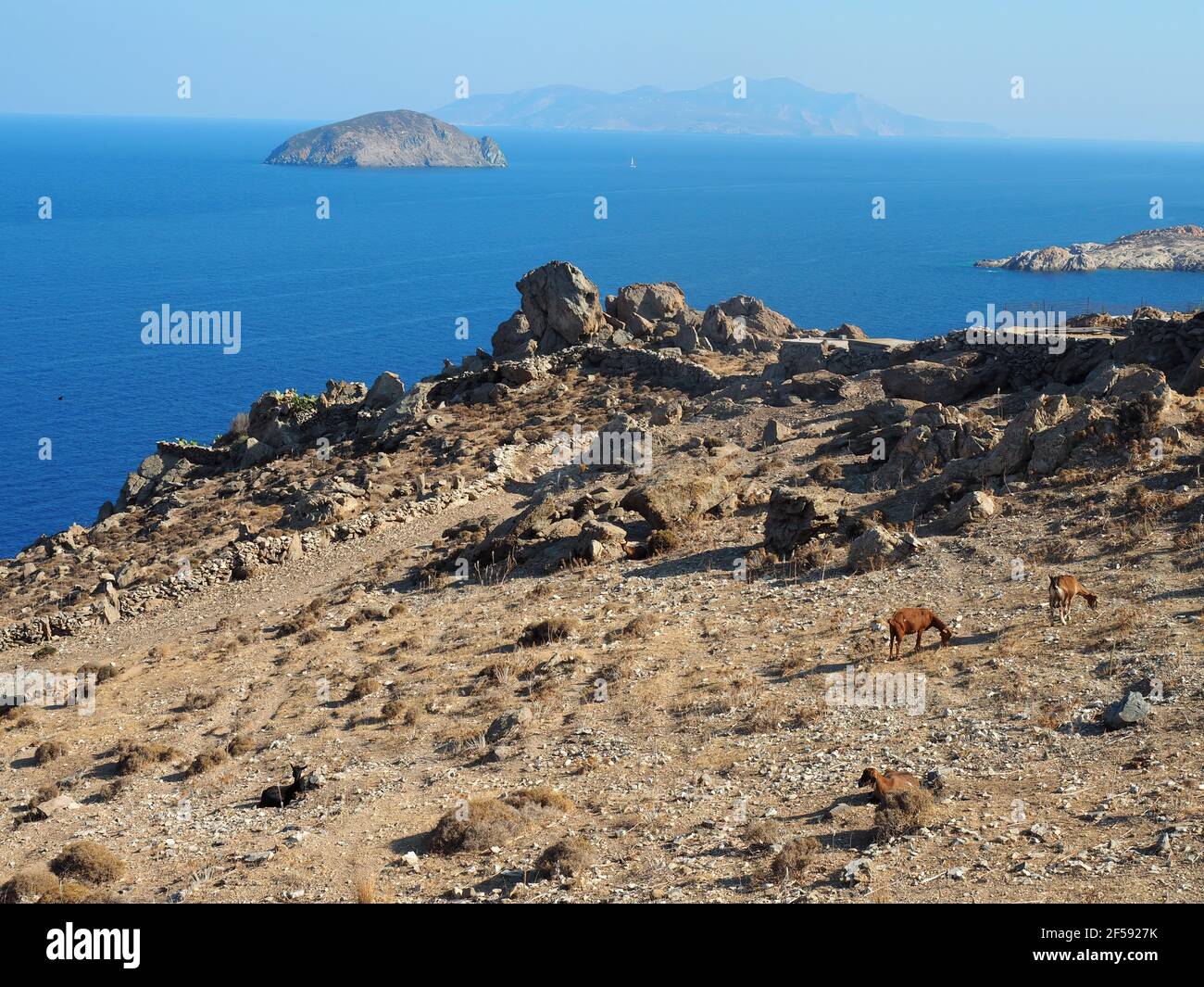 Capre in cima a un promontorio roccioso sulla costa Di Serifos con vista sul Mar Egeo Foto Stock Capre in cima a un promontorio roccioso sulla costa Di Serifos con vista sul Mar Egeo Foto Stock