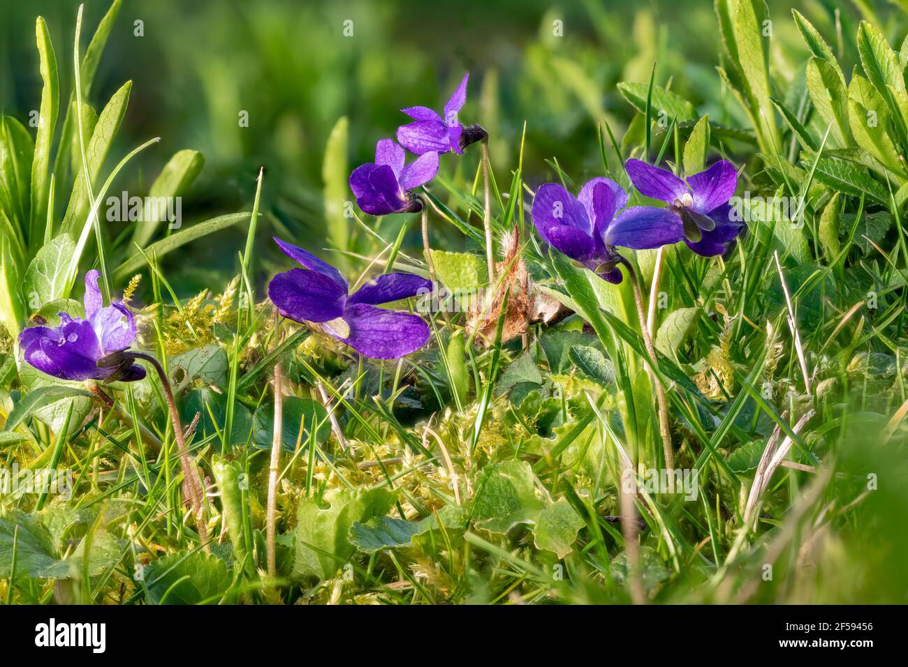 Primo piano di violette in fiore tra le lame d'erba e piccoli fiori in un prato Foto Stock