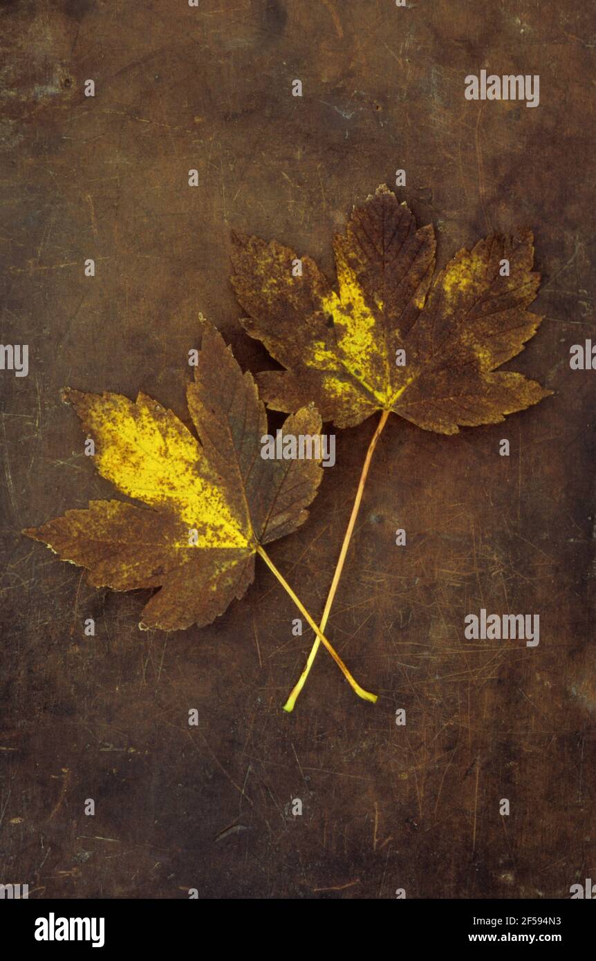 Due foglie autunnali di Sycamore o Great Acer o Acer pseudoplatanus albero marrone e oro giacente su pelle vecchia Foto Stock