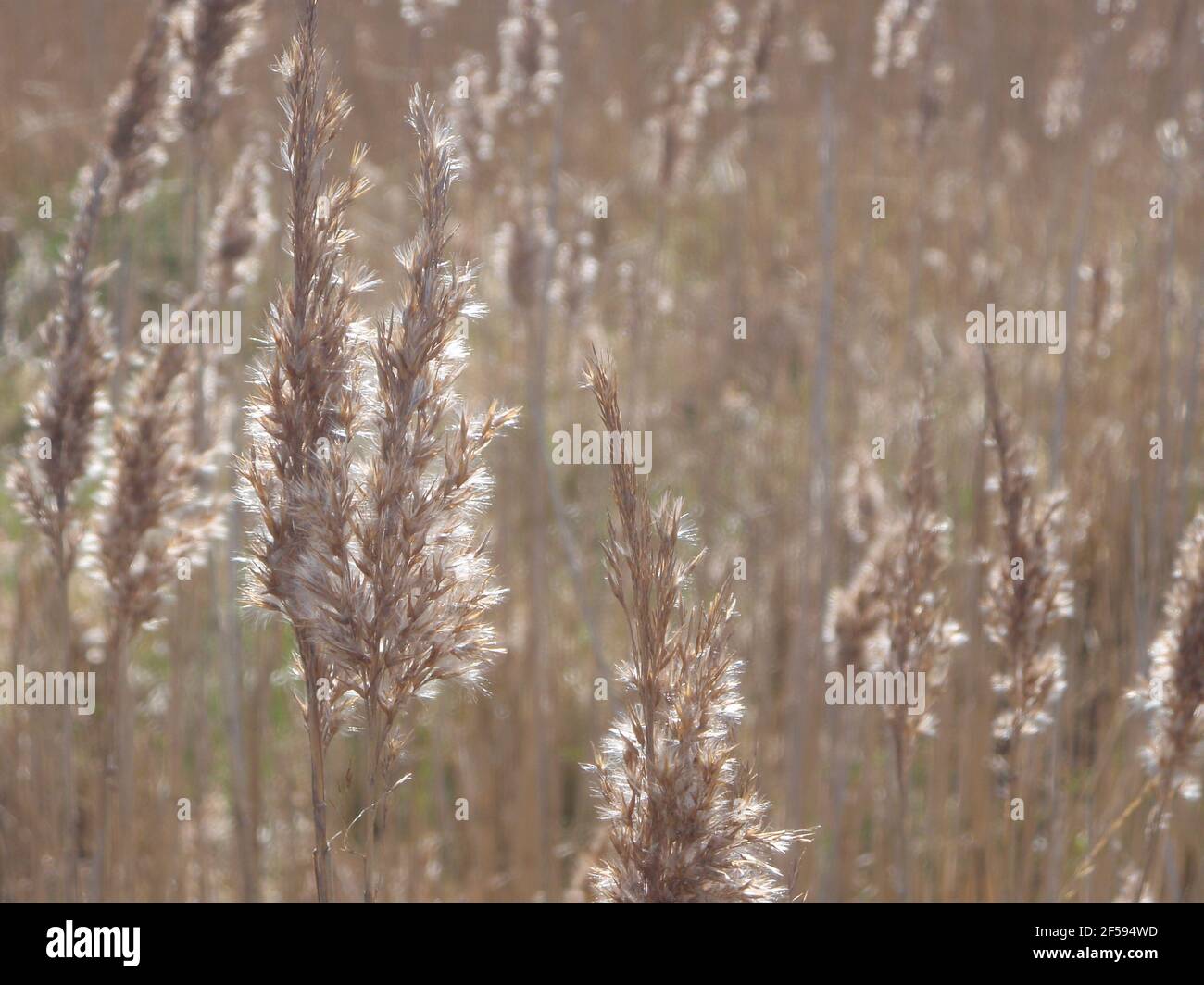 Erba alla luce del sole - teste di semi d'erba in fuoco morbido sinistra Foto Stock