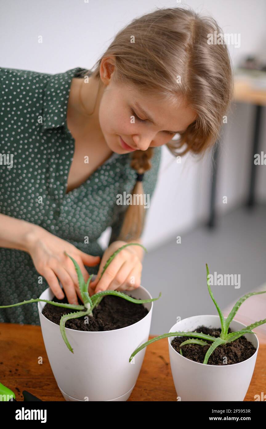 Ragazza trapiantando piante a casa in vasi bianchi Foto Stock