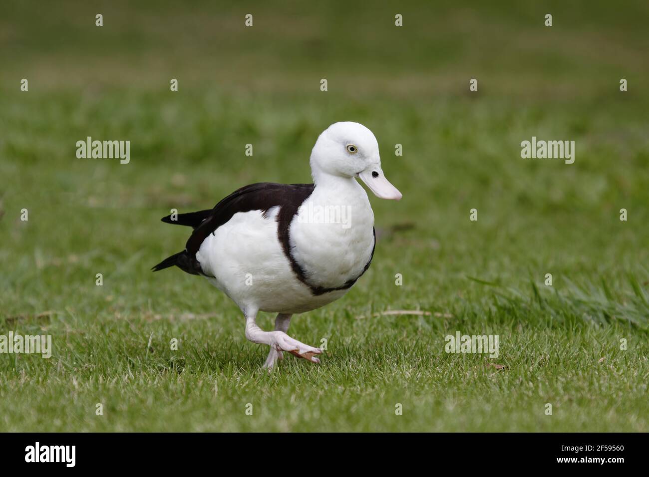 Shelduck Radjah - su terreni Tadorna radjah Qeensland Cairns, Australia BI030067 Foto Stock