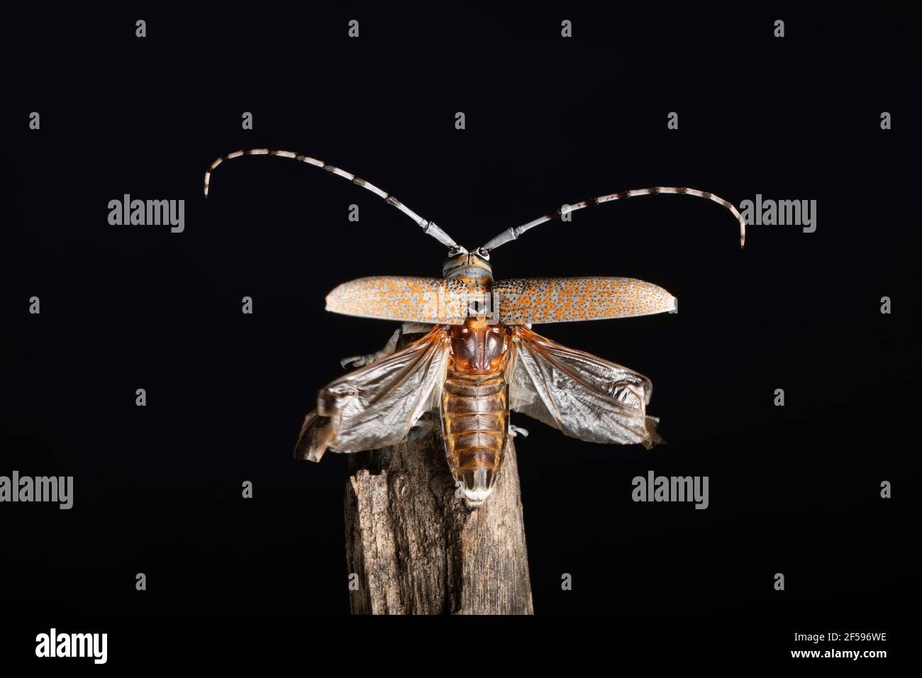 Ali aperte di lungo corno scarabeo, Batocera rufomaculata, Pune, Maharashtra, India Foto Stock