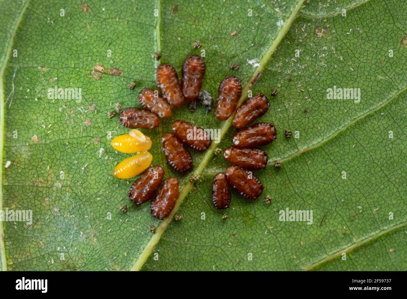 Uova di tre scarabei di patate, Lema daturaphila, Satara, Maharashtra, India Foto Stock
