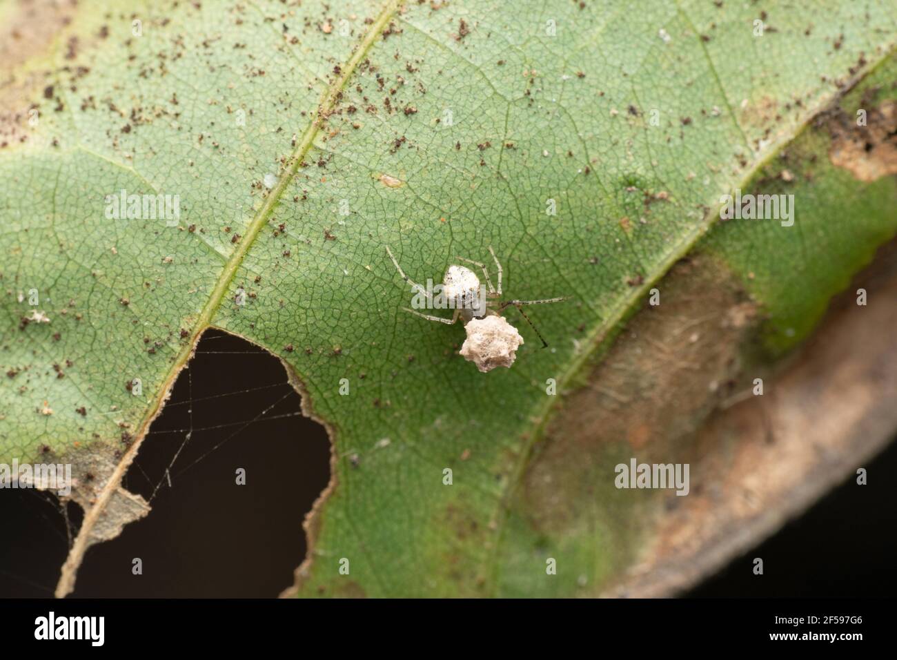Pirata ragno che protegge le uova, Mimetus ryukyus, Satara, Maharashtra. India Foto Stock