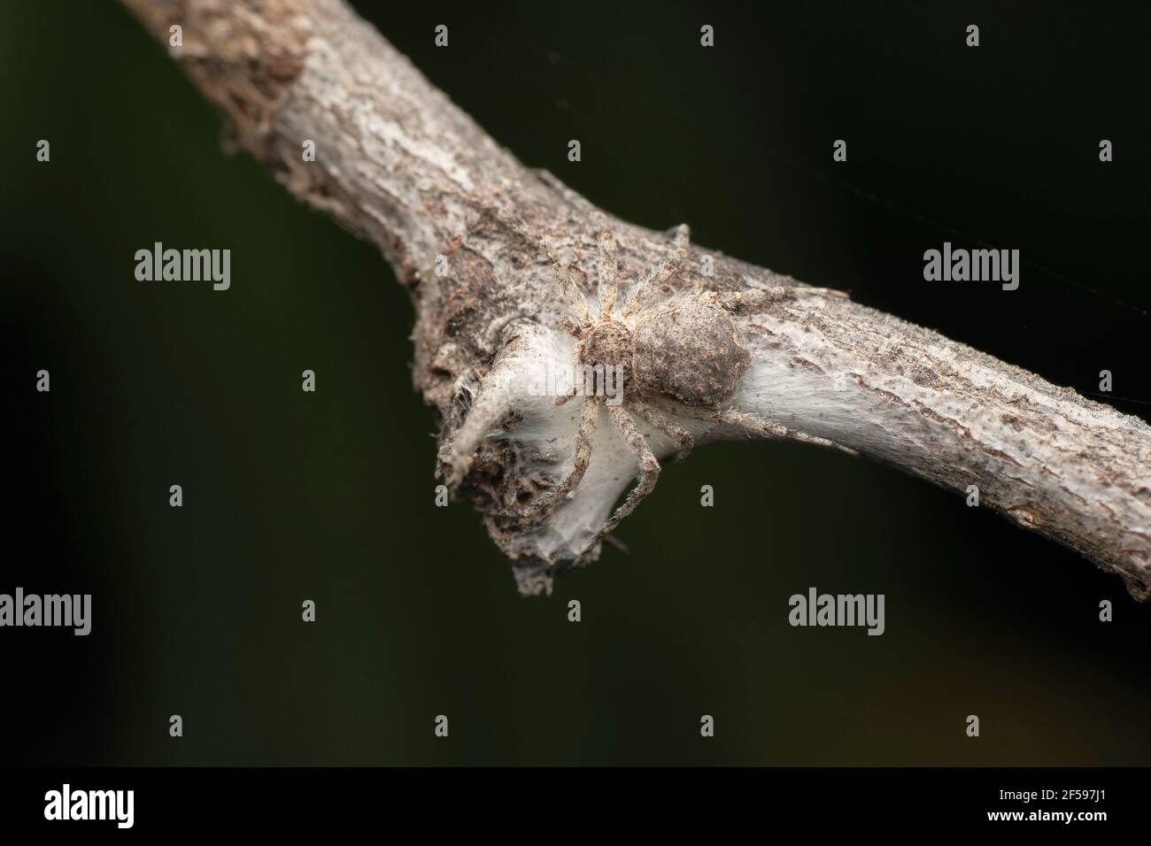 Ragno di granchio, Philodromus vulgaris, Satara, Maharashtra, India Foto Stock