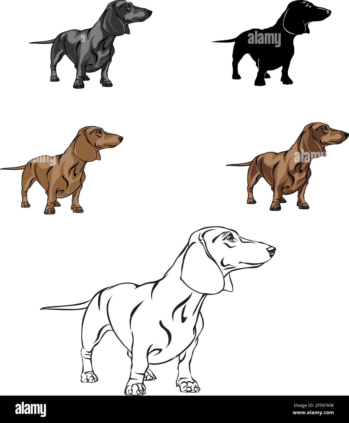 Dachshund, figura dachshund, vettore, posizioni diverse, illustrazione, bianco e nero, colore, silhouette Illustrazione Vettoriale