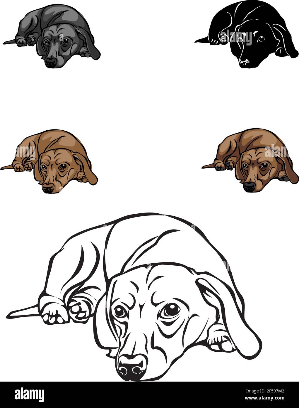 Dachshund, figura dachshund, vettore, posizioni diverse, illustrazione, bianco e nero, colore, silhouette Illustrazione Vettoriale