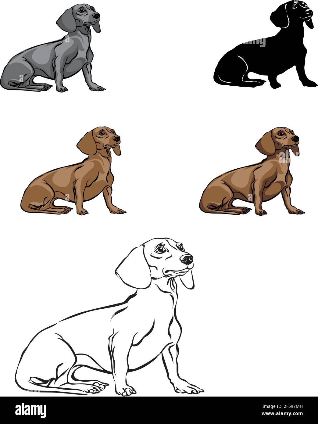 Dachshund, figura dachshund, vettore, posizioni diverse, illustrazione, bianco e nero, colore, silhouette Illustrazione Vettoriale