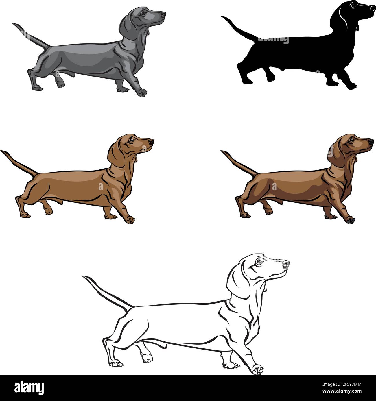 Dachshund, figura dachshund, vettore, posizioni diverse, illustrazione, bianco e nero, colore, silhouette Illustrazione Vettoriale