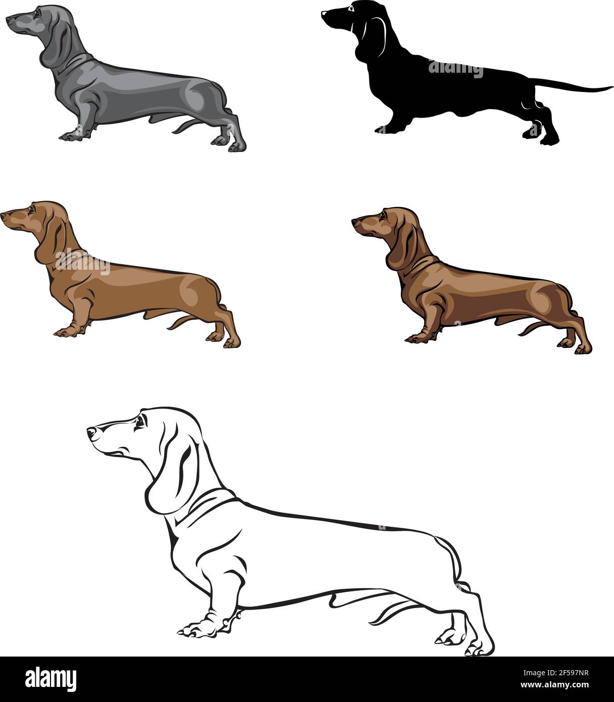 Dachshund, figura dachshund, vettore, posizioni diverse, illustrazione, bianco e nero, colore, silhouette Illustrazione Vettoriale