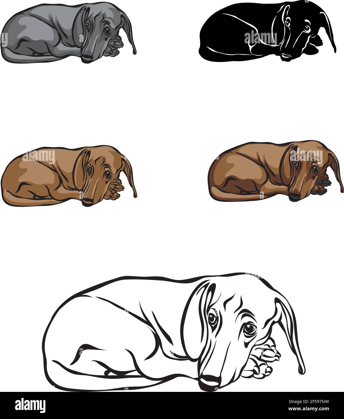 Dachshund, figura dachshund, vettore, posizioni diverse, illustrazione, bianco e nero, colore, silhouette Illustrazione Vettoriale