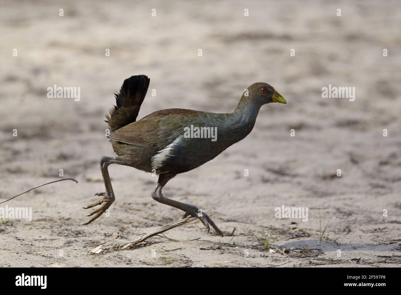 Nativo di Tasman Hen - esecuzione Tribonyx mortierii Tasmania Australia BI030182 Foto Stock