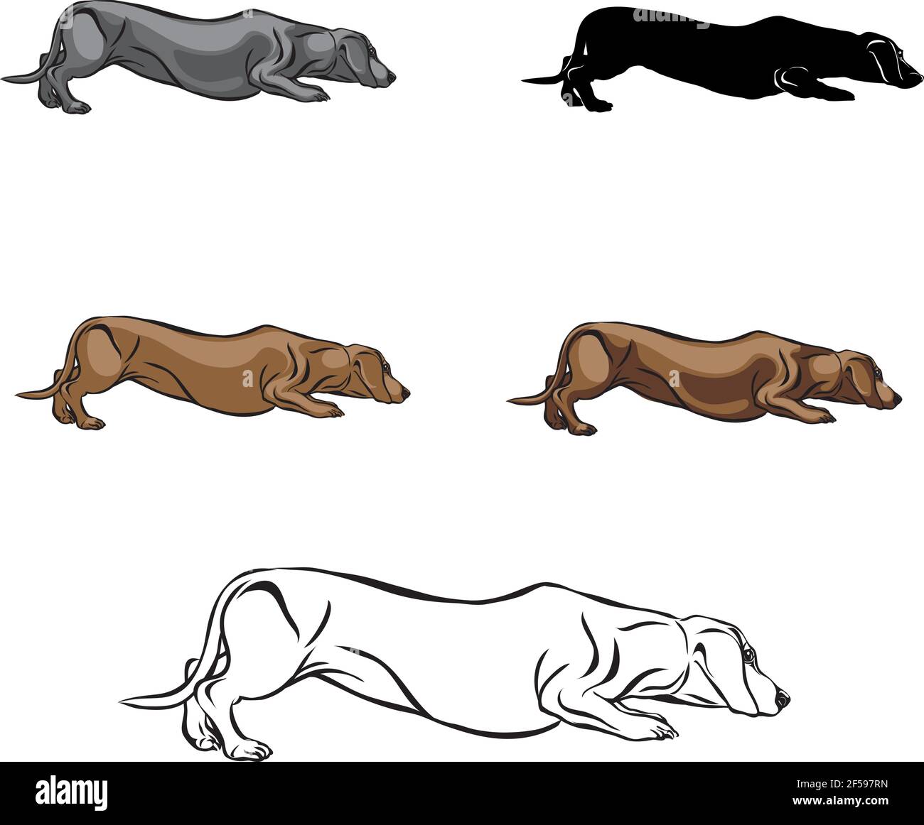 Dachshund, figura dachshund, vettore, posizioni diverse, illustrazione, bianco e nero, colore, silhouette Illustrazione Vettoriale