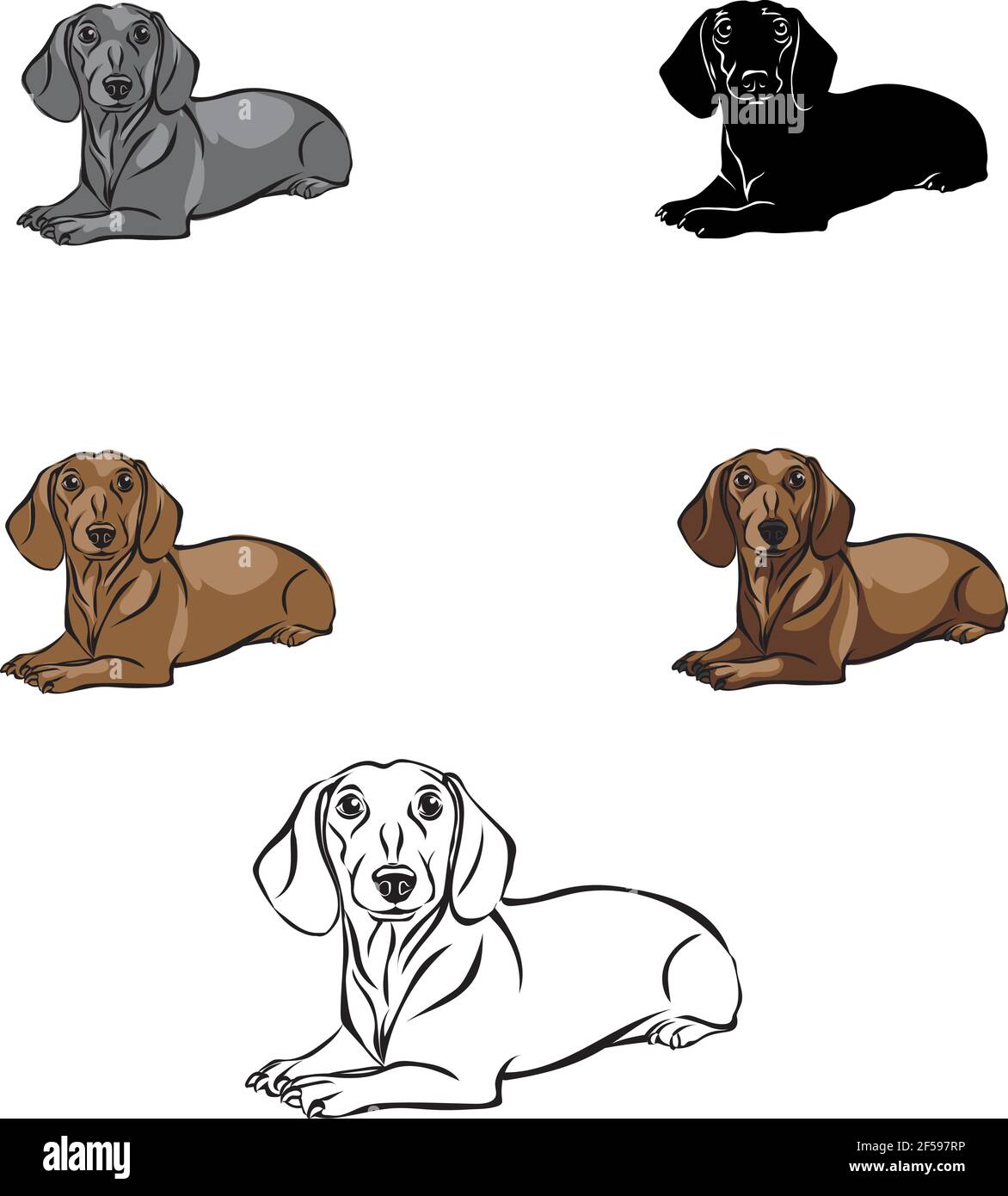 Dachshund, figura dachshund, vettore, posizioni diverse, illustrazione, bianco e nero, colore, silhouette Illustrazione Vettoriale