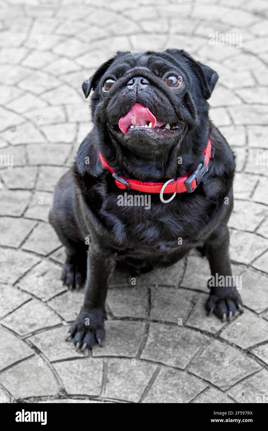 Caraffa cinese nera. Razza di cane con caratteristiche distinte di una rugosa, corto-muso faccia e coda arricciata Foto Stock
