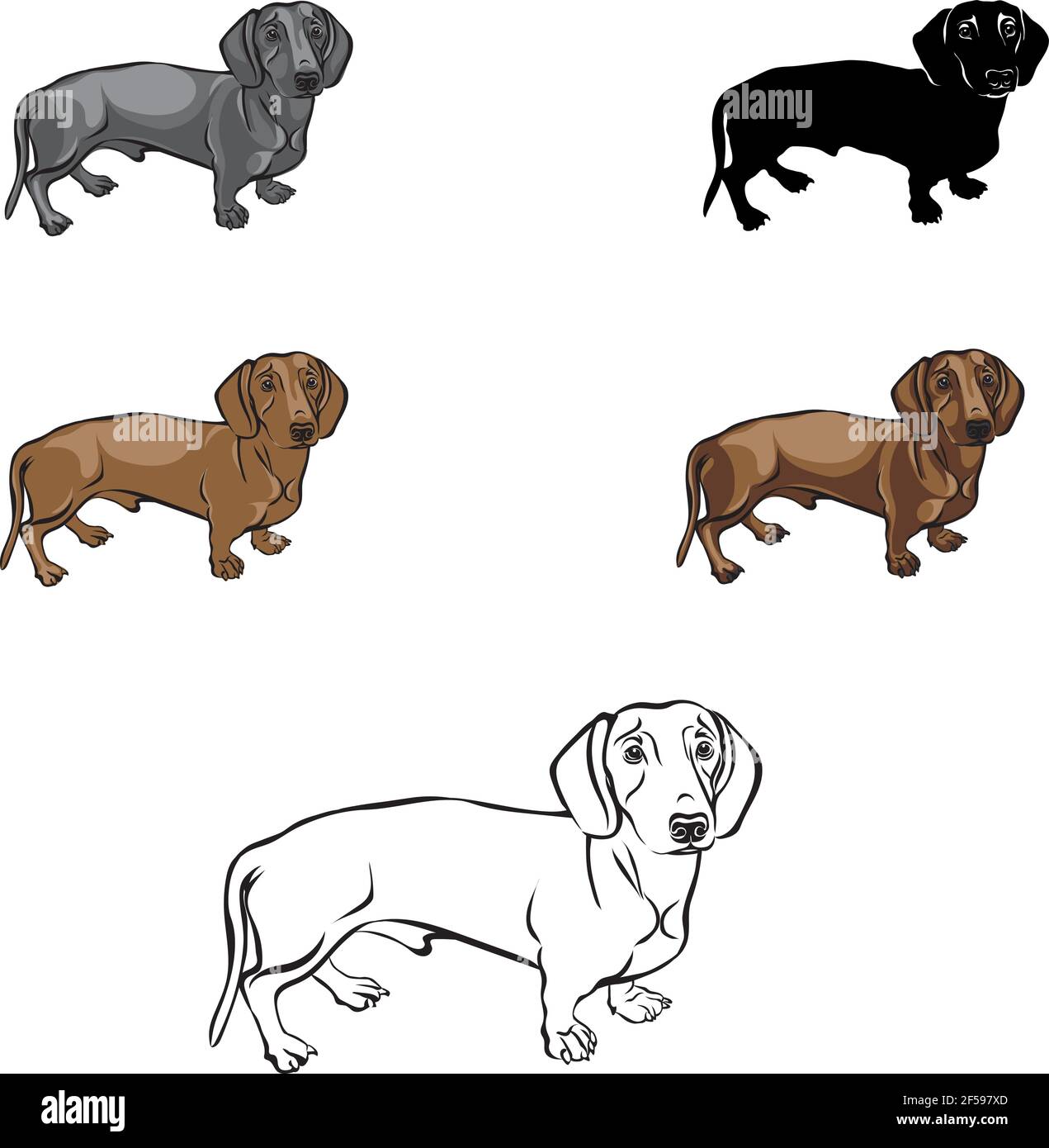 Dachshund, figura dachshund, vettore, posizioni diverse, illustrazione, bianco e nero, colore, silhouette Illustrazione Vettoriale