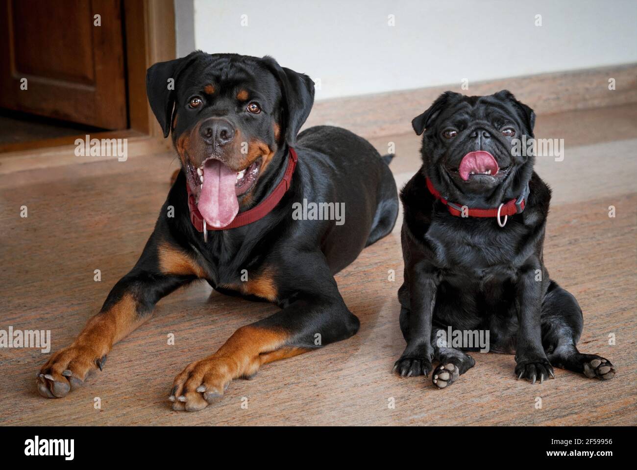 Rottweiler un cane popolare tutore di famiglia e pug con distinto caratteristiche di una faccia corta rugosa e coda arricciata Foto Stock