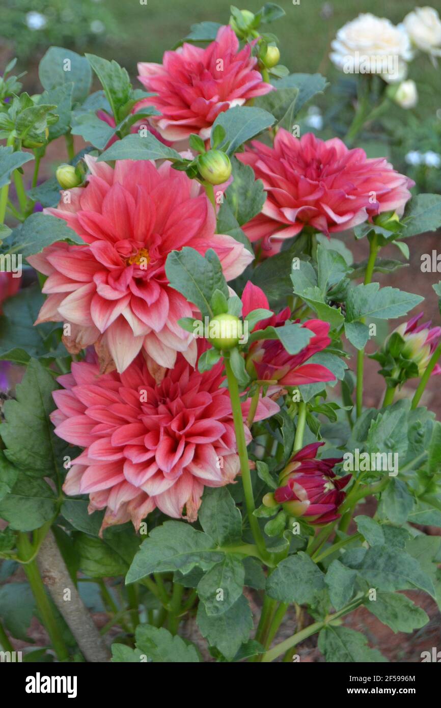 Una delle piu' grandi dahlias, la Dahlia 'Fairway Spur' pianta e fiori rosa-peloso con petali ondulati. Foto Stock
