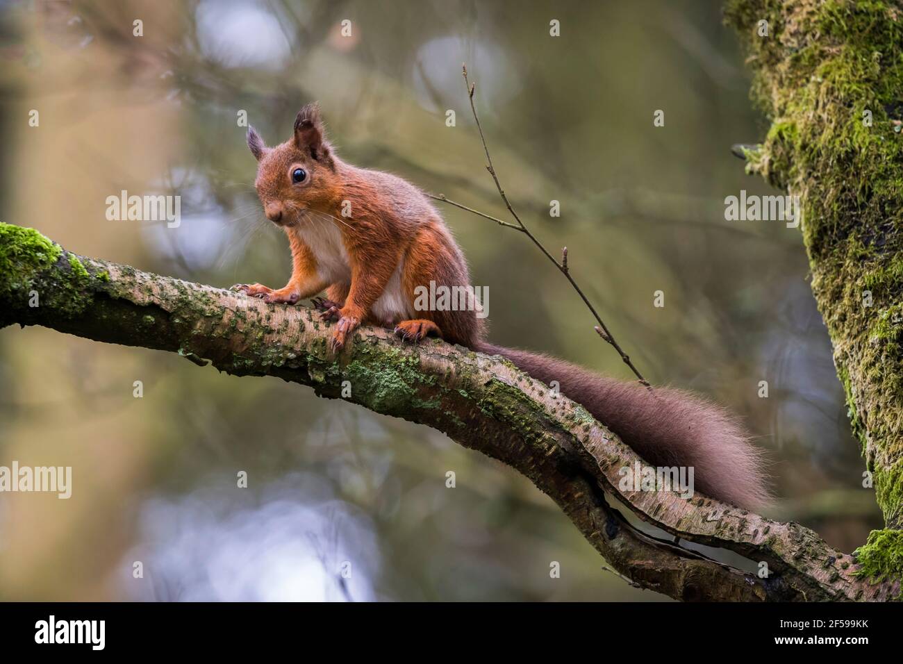 Scoiattolo rosso (Sciurus vulgaris), riserva naturale di Eskrigg, Lockerbie, Scozia, Regno Unito Foto Stock