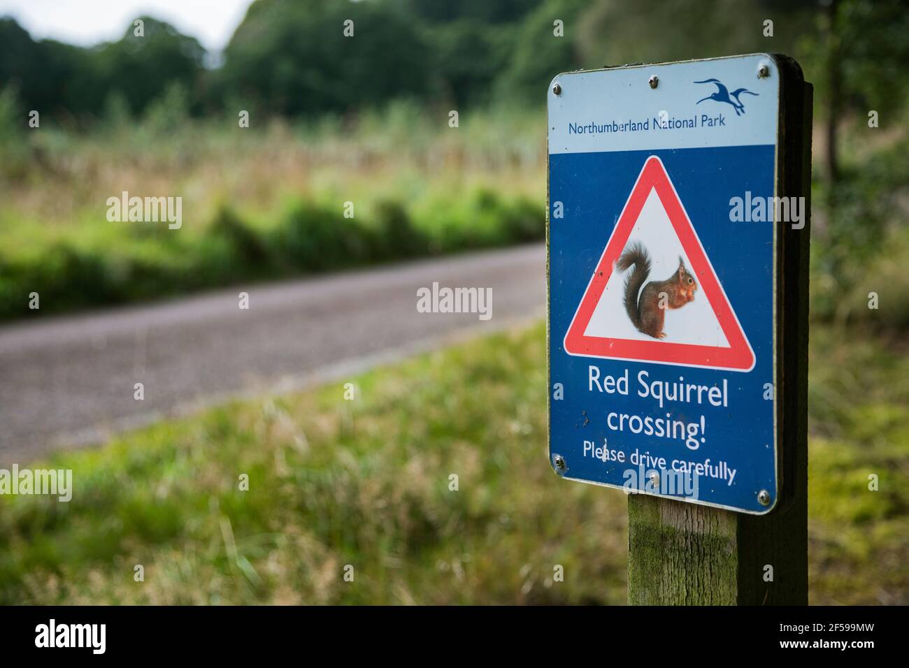 Scoiattolo rosso (Sciurus vulgaris) segnale di avvertimento stradale, Holystone Forest, Northumberland National Park Foto Stock