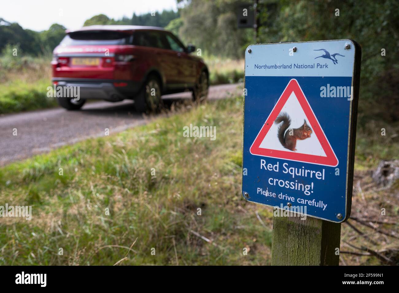 Scoiattolo rosso (Sciurus vulgaris) segnale di avvertimento stradale, Holystone Forest, Northumberland National Park Foto Stock