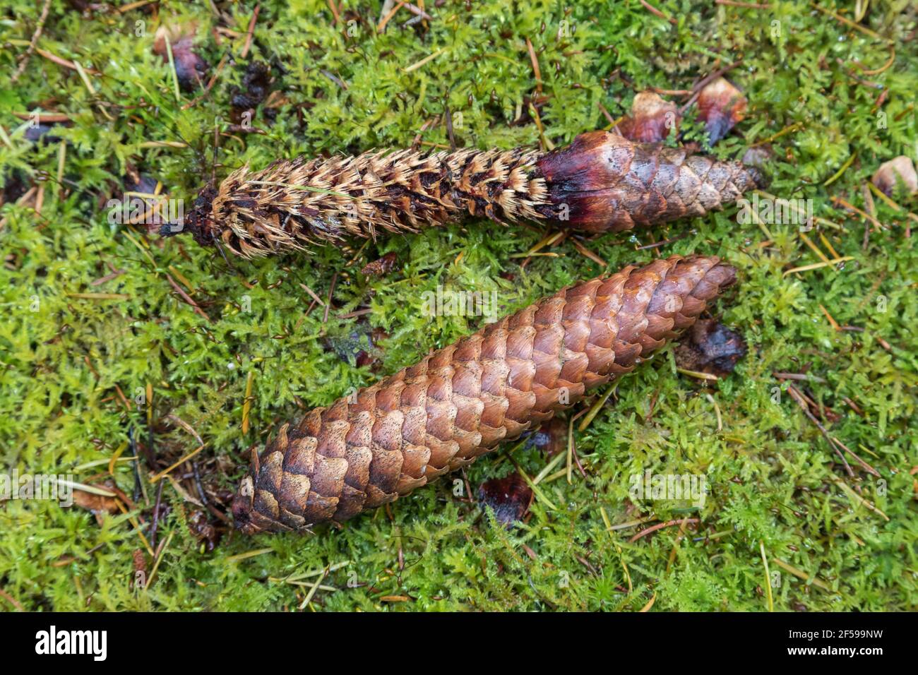 Coni di abete rosso (Picea abies) da uno mangiato dallo scoiattolo rosso (Sciurus vulgaris), Foresta di Kielder, Northumberland, Regno Unito Foto Stock