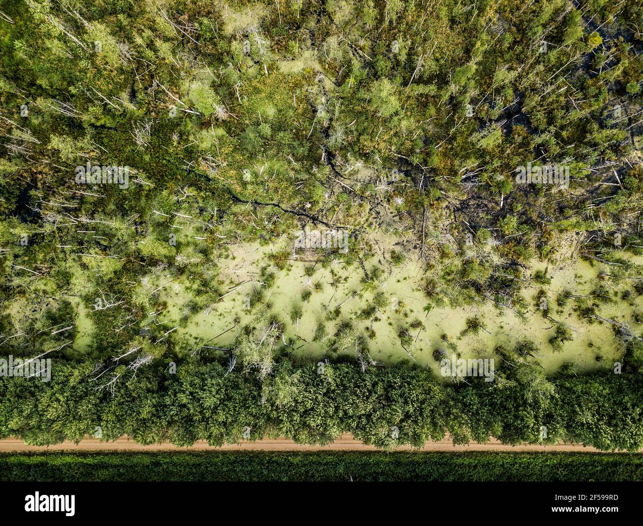 Vista aerea sulla foresta e la palude. Strada vuota in una foresta da un drone. Splendido paesaggio naturale durante l'estate. Foto Stock