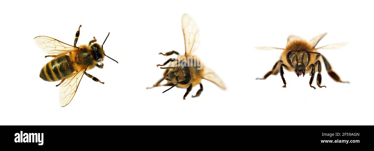 Gruppo di api o di api in latino Apis mellifera, api da miele europee o occidentali isolate su sfondo bianco, api da miele dorate Foto Stock