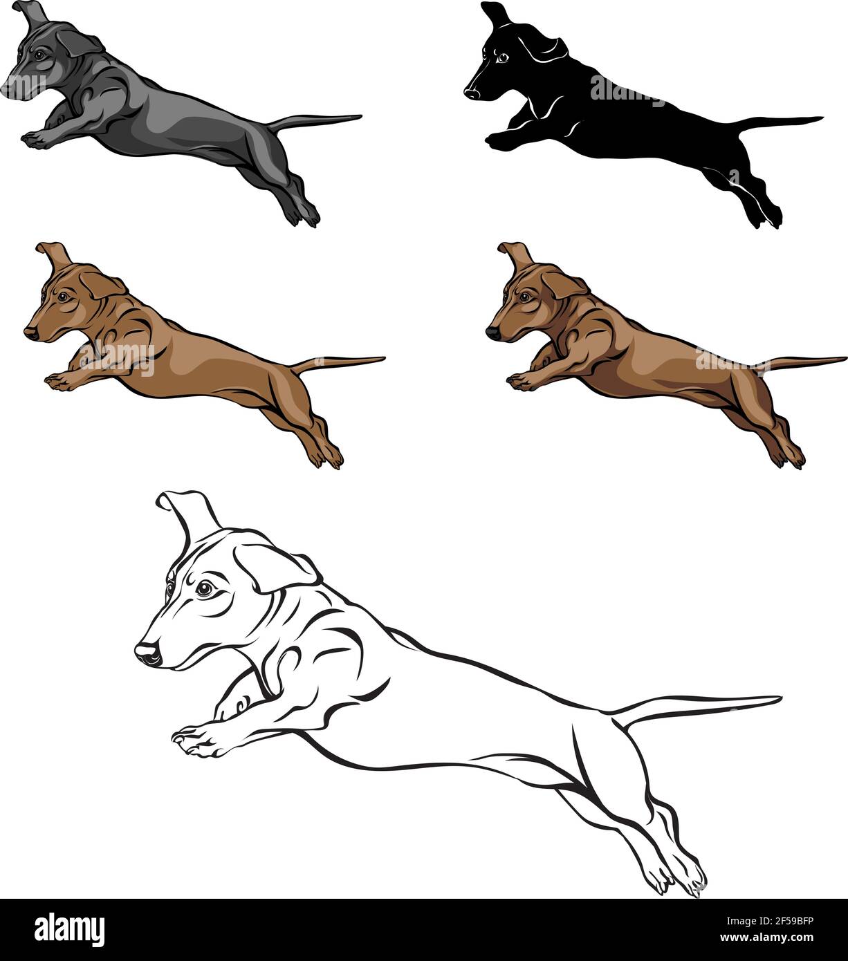 Dachshund, figura dachshund, vettore, posizioni diverse, illustrazione, bianco e nero, colore, silhouette Illustrazione Vettoriale