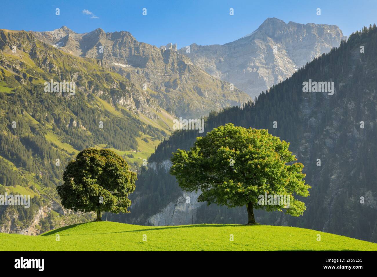 Geografia / viaggio, Svizzera, quercia a Klausenpass, diritti-aggiuntivi-clearance-Info-non-disponibile Foto Stock