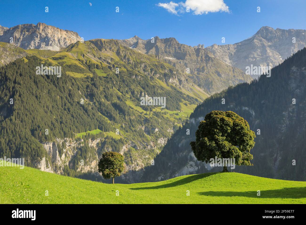 Geografia / viaggio, Svizzera, quercia a Klausenpass, diritti-aggiuntivi-clearance-Info-non-disponibile Foto Stock