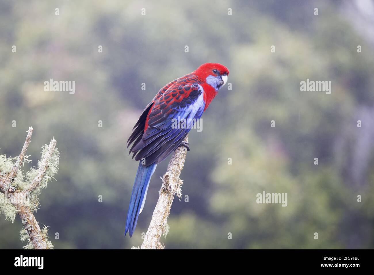 Crimson Rosella - in misty rainforest habitat Platycercus elegans Parco Nazionale Lamington Queensland, Australia BI030702 Foto Stock