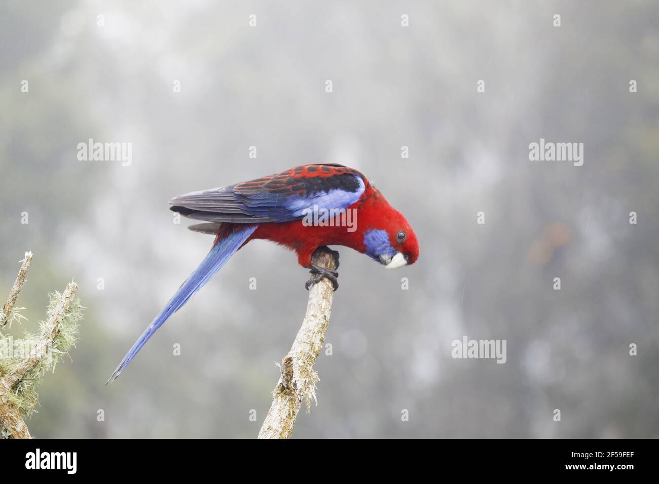 Crimson Rosella - in misty rainforest habitat Platycercus elegans Parco Nazionale Lamington Queensland, Australia BI030703 Foto Stock