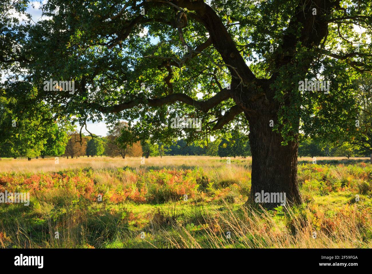 Geografia / viaggio, Oak, Richmond Park, Inghilterra, Additional-Rights-Clearance-Info-not-available Foto Stock