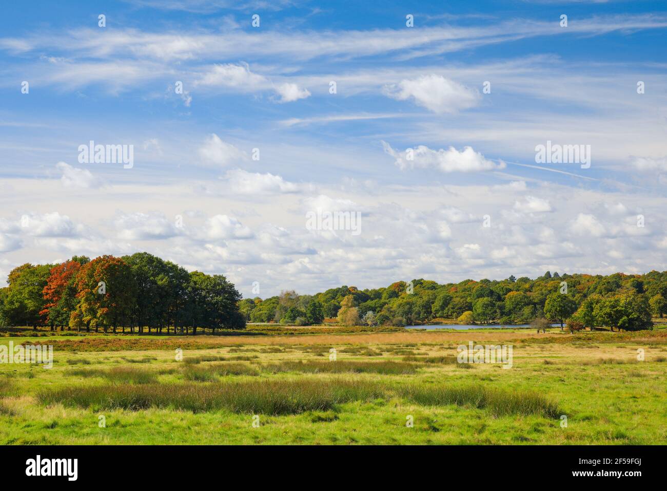 Geografia / viaggio, Richmond Park, Inghilterra, Additional-Rights-Clearance-Info-not-available Foto Stock
