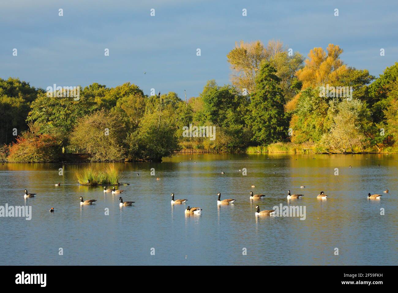 Geografia / viaggio, Richmond Park, Inghilterra, Additional-Rights-Clearance-Info-not-available Foto Stock