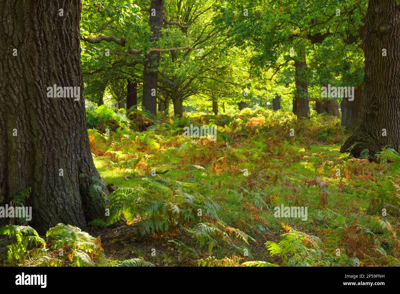 Geografia / viaggio, foresta di querce, Richmond Park, Inghilterra, Additional-Rights-Clearance-Info-Not-Available Foto Stock