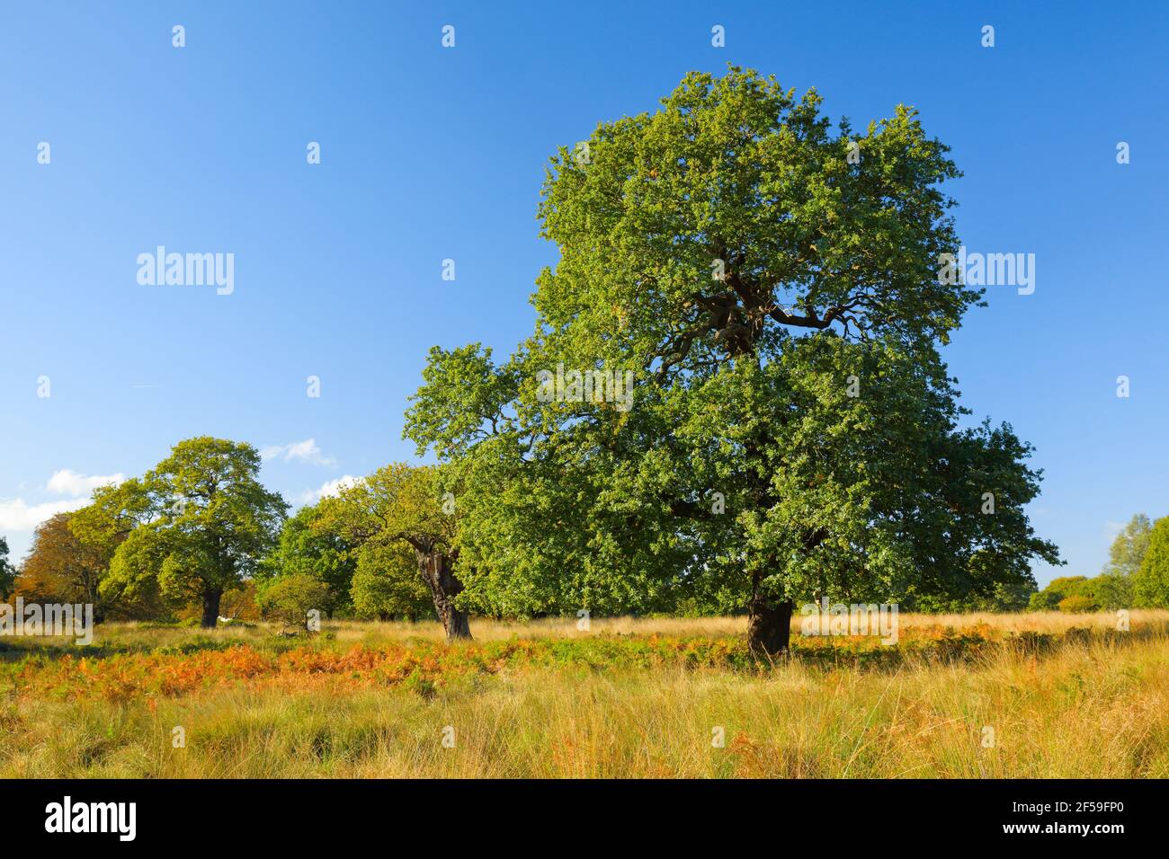 Geografia / viaggio, Oak, Richmond Park, Inghilterra, Additional-Rights-Clearance-Info-not-available Foto Stock
