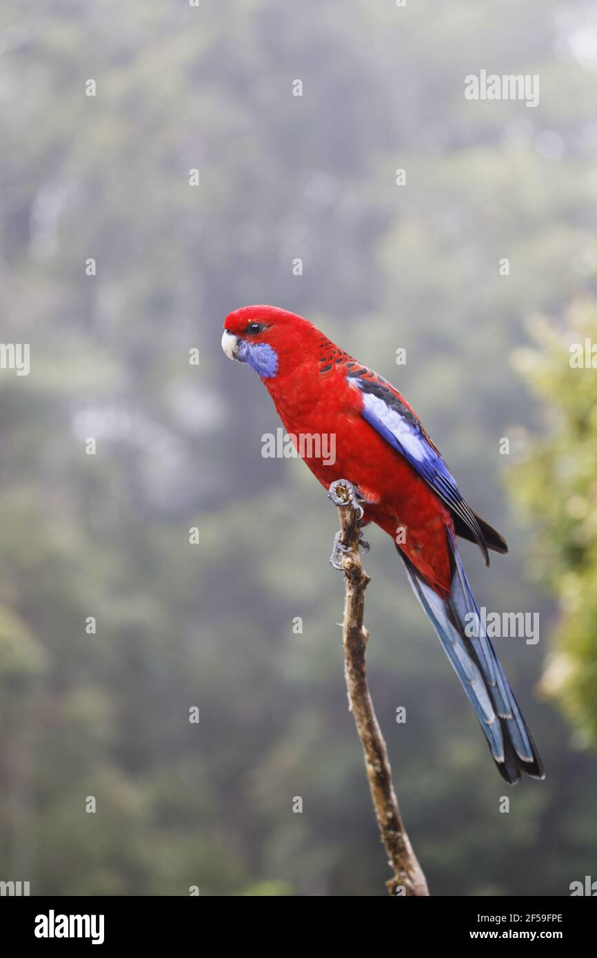 Crimson Rosella - in habitat della foresta pluviale Platycercus elegans Parco Nazionale Lamington Queensland, Australia BI030710 Foto Stock