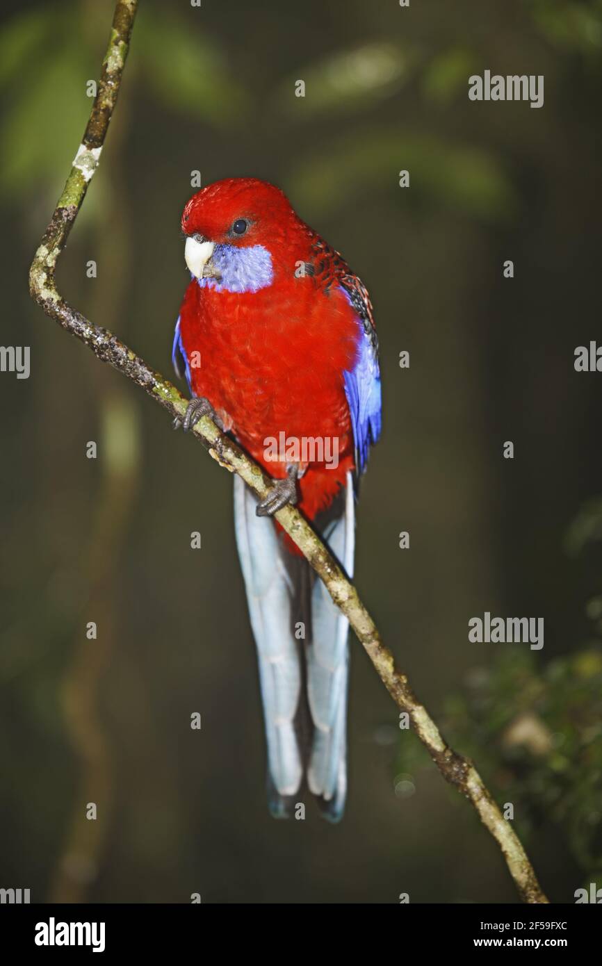Crimson Rosella - in habitat della foresta pluviale Platycercus elegans Parco Nazionale Lamington Queensland, Australia BI030712 Foto Stock