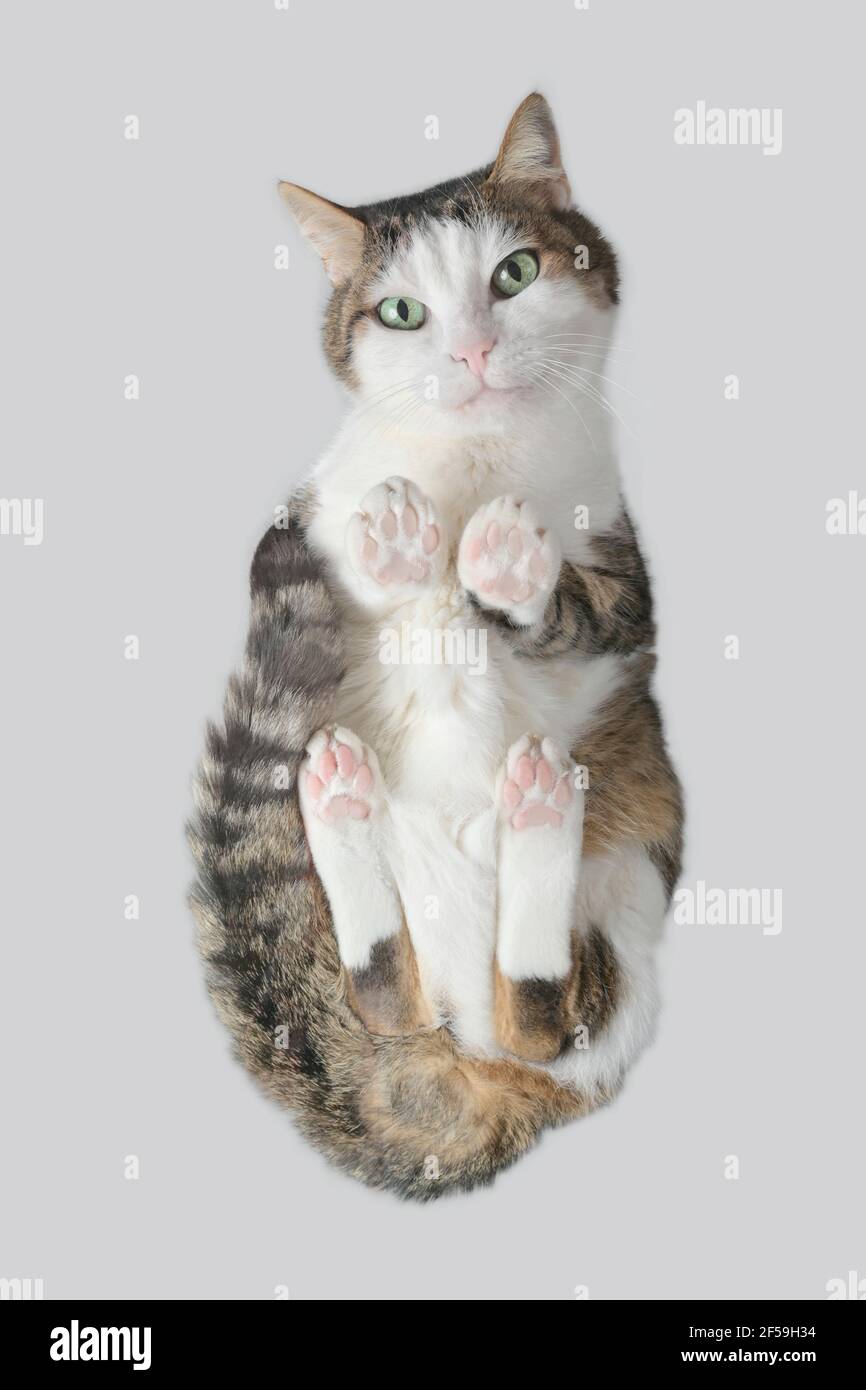 Tabella gatto direttamente dal basso guardando curioso alla macchina fotografica. Immagine verticale con sfondo grigio. Foto Stock