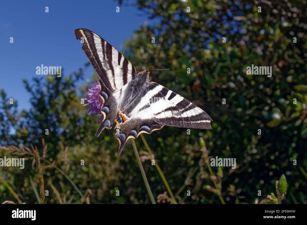 Coda di palude scarpata meridionale (Iphiclides feisthamelii) Foto Stock