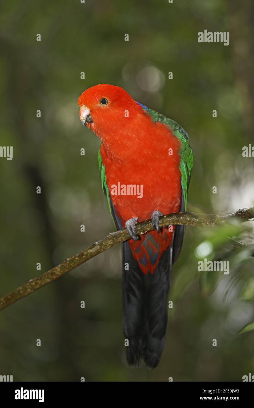 Australian re Parrot - maschio in ambiente di foresta pluviale Alisterus scapularis Parco Nazionale Lamington Queensland, Australia BI030794 Foto Stock